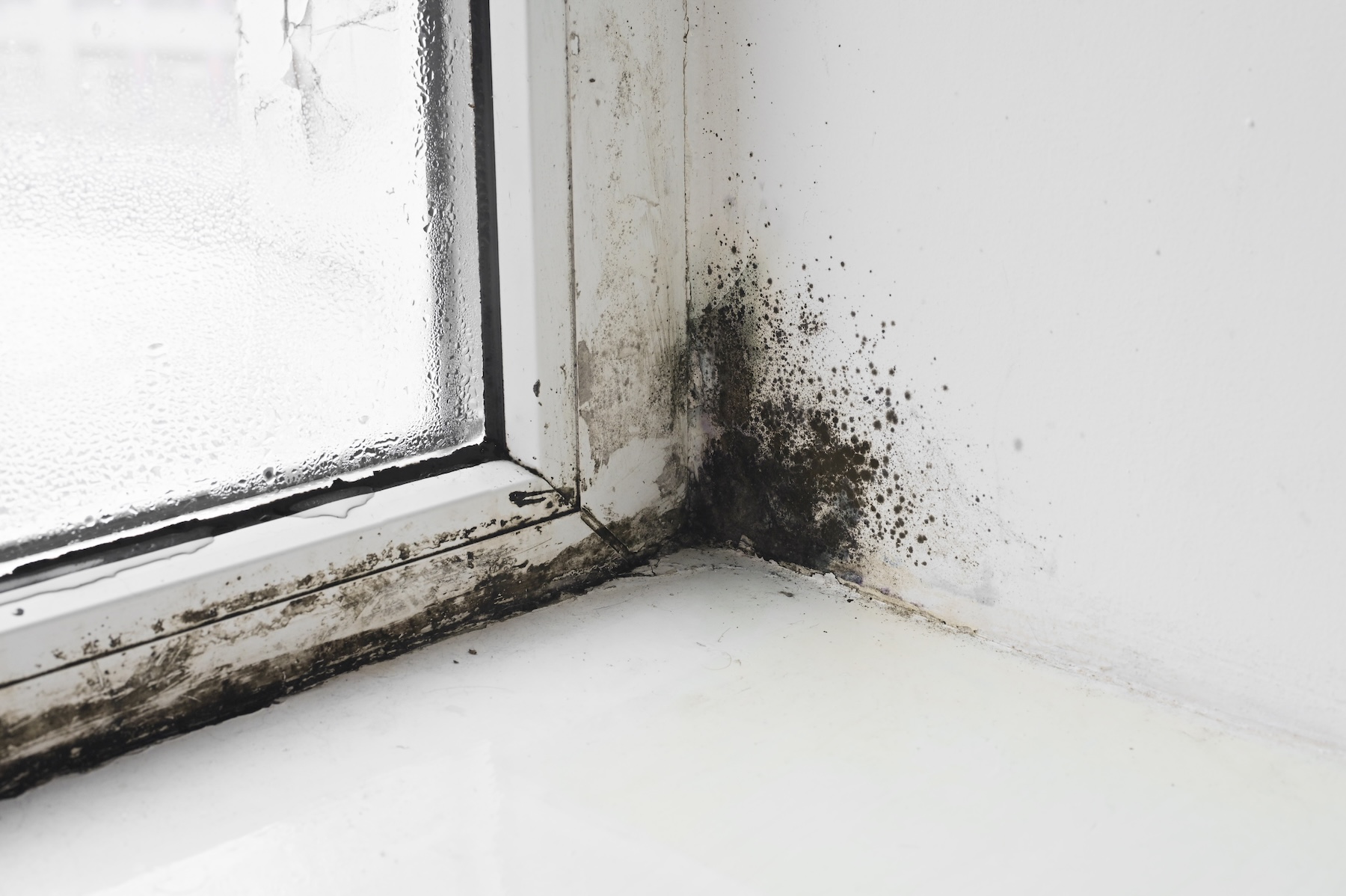 Black mold growth around a commercial window in Indianapolis