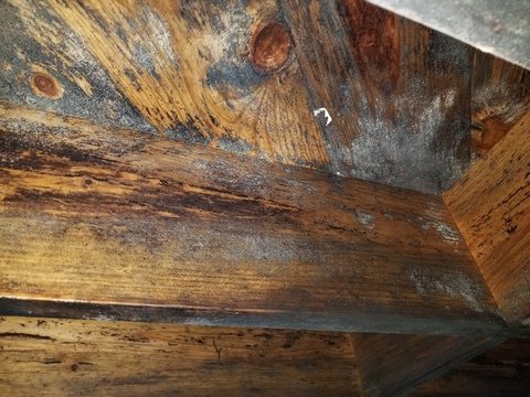 Mold Removal and Remediation - Independent Restoration Services of Indy